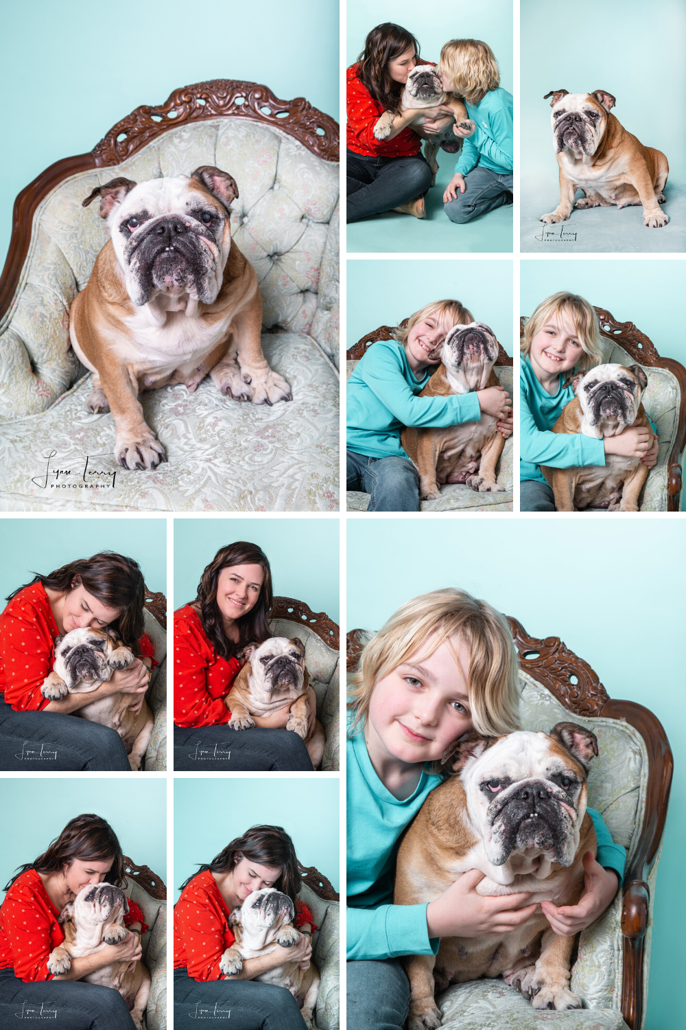 Collection of studio portraits featuring an English Bulldog on an antique chair with blue backdrop.