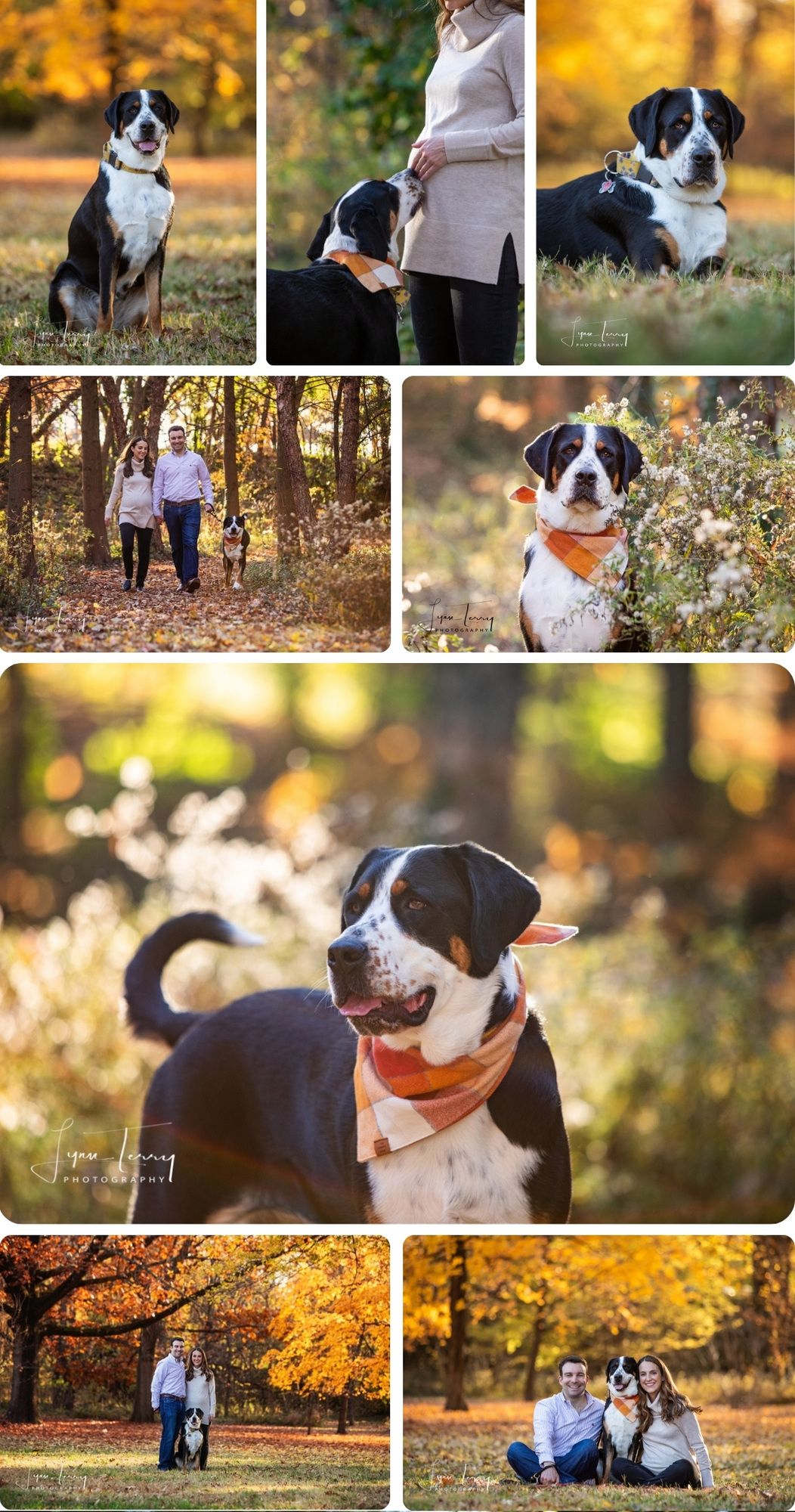 Professional dog photography session featuring a black and white dog with orange bandana in autumn forest setting.