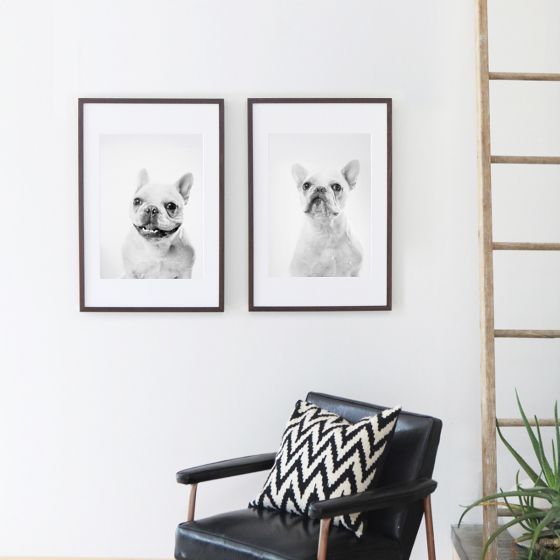 Two framed black and white portraits of French Bulldogs hanging above a modern armchair with chevron pillow.
