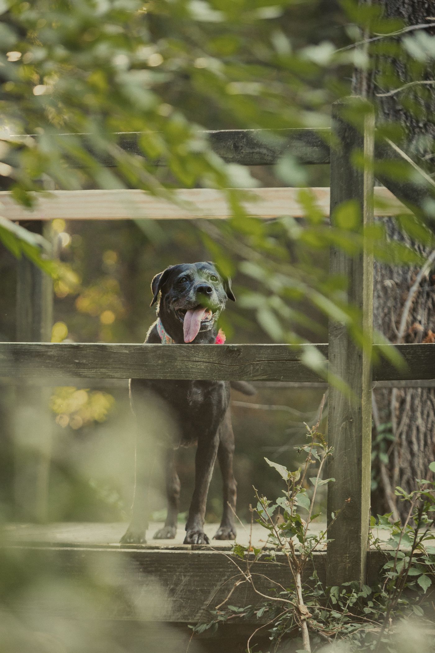 Black dog peering over wooden deck railing surrounded by green foliage.