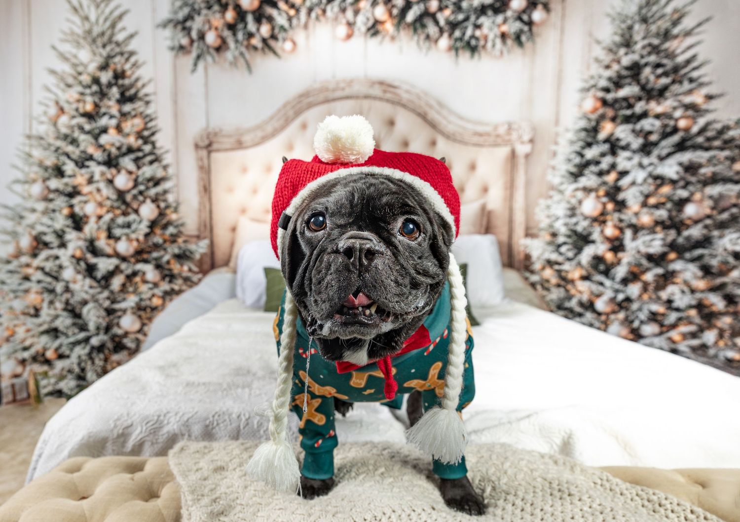 Cute black French Bulldog wearing a Santa hat and festive sweater posed on a bed surrounded by snowy Christmas trees.