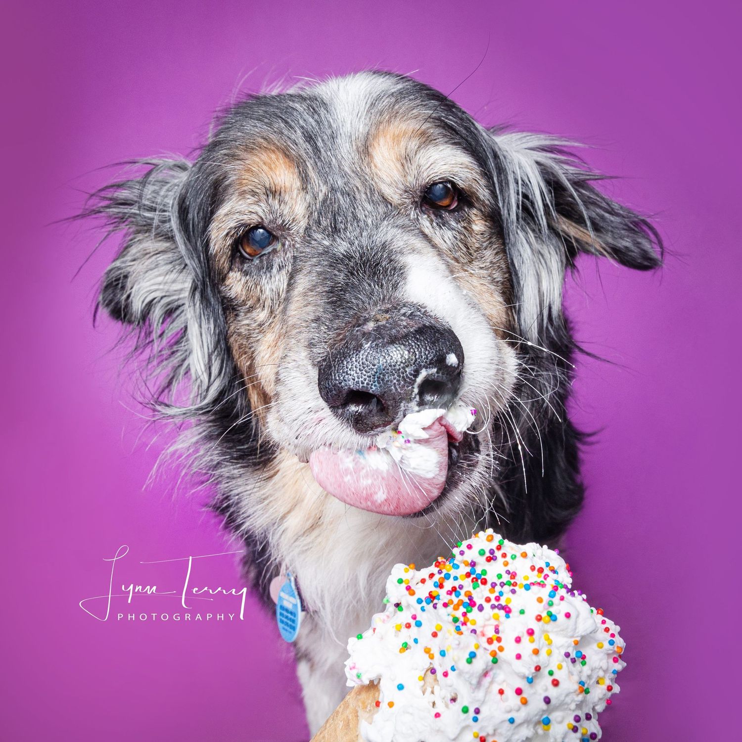 A happy Australian Shepherd dog licking a colorful sprinkle cupcake against a vibrant purple background.