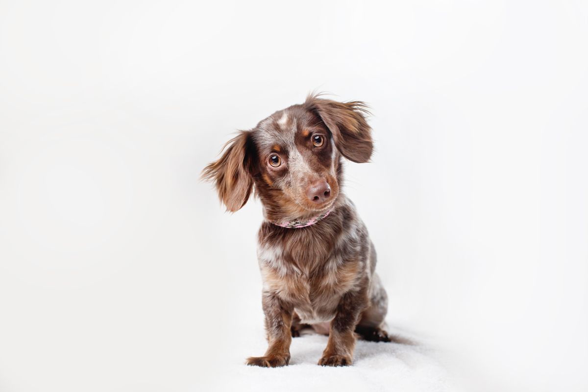 Adorable dachshund puppy with long ears sitting against white background.