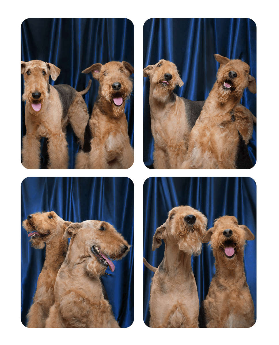 Two Airedale terriers display playful expressions in photo booth style portraits.