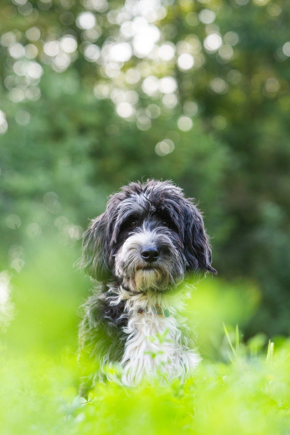 Black and white mixed breed dog sitting in grass with bokeh background.