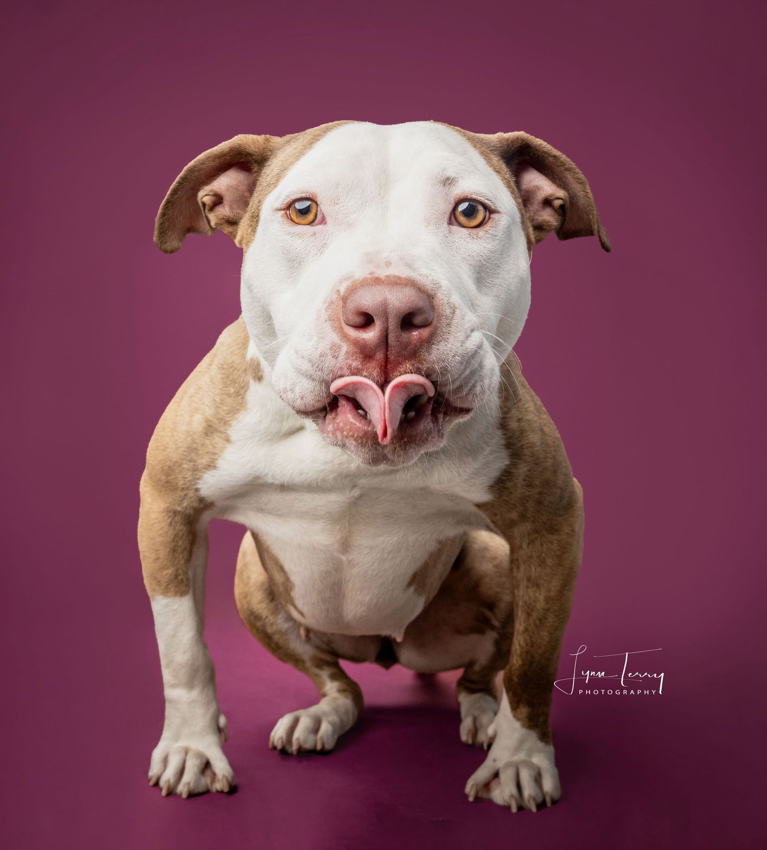 A brown and white pit bull dog sits against a magenta background, sticking out its tongue playfully.