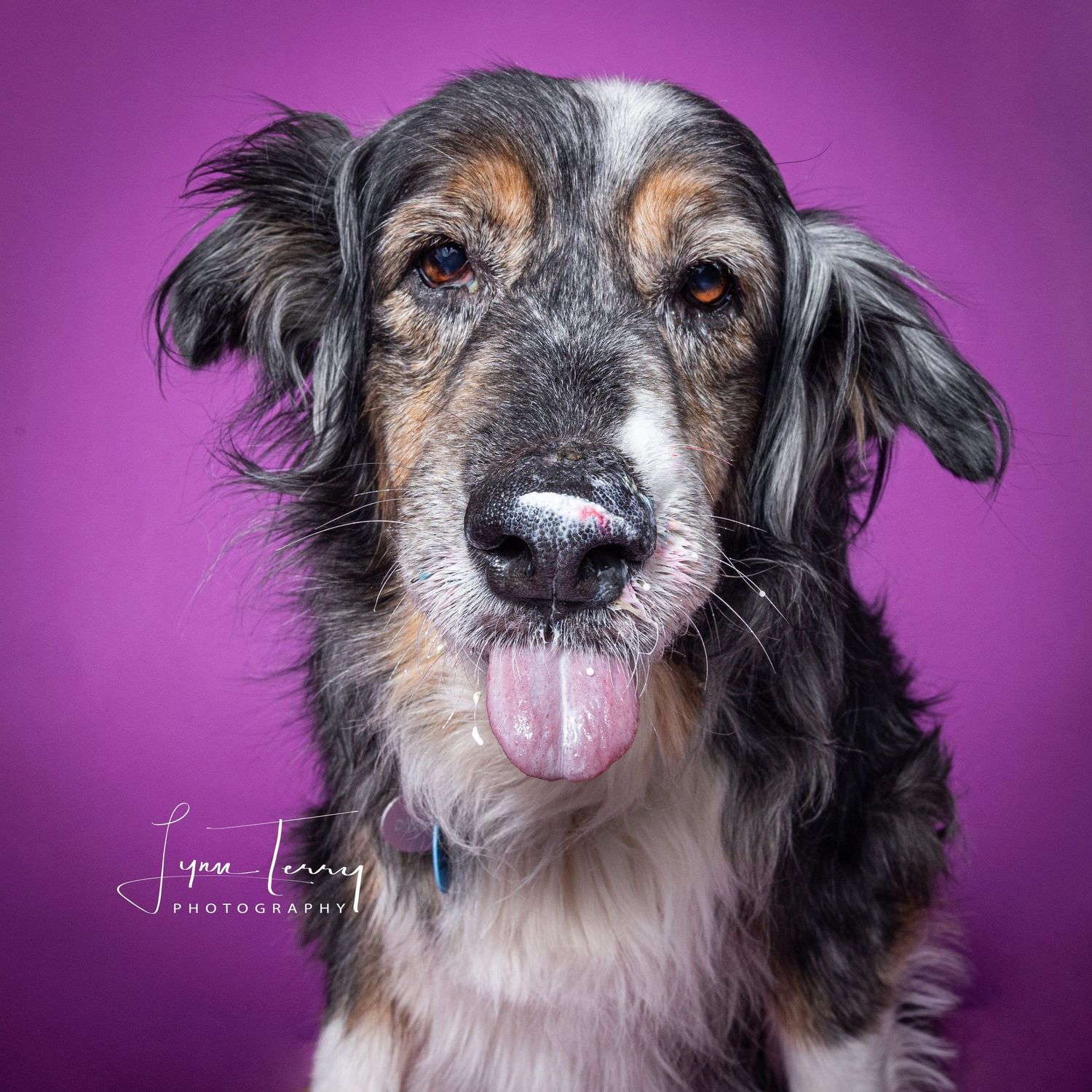 Close-up portrait of a happy merle Border Collie mix with tongue out against a purple background.