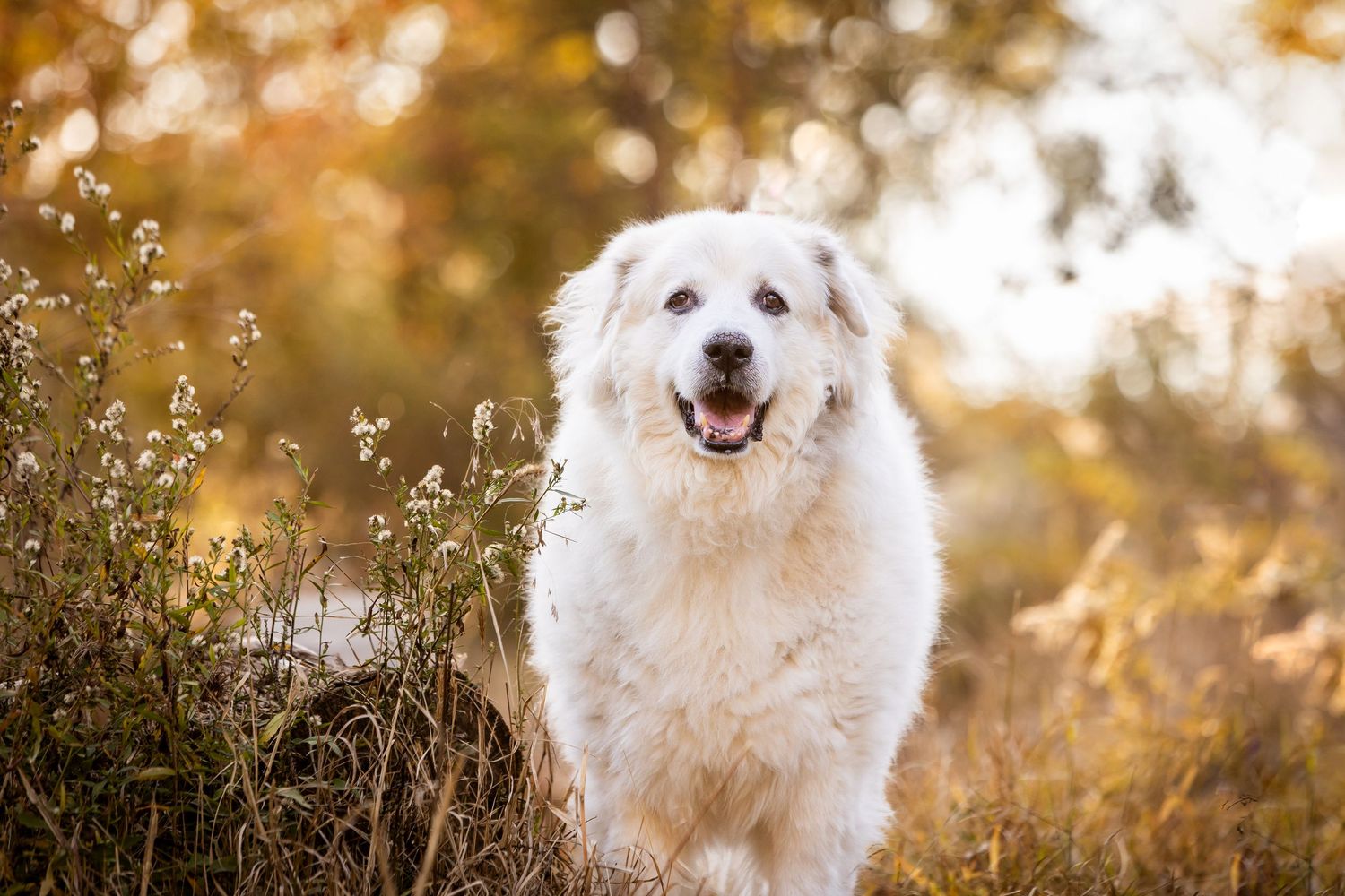 Fluffy white Great Pyrenees dog standing in a golden autumn field with wildflowers and trees in the background.