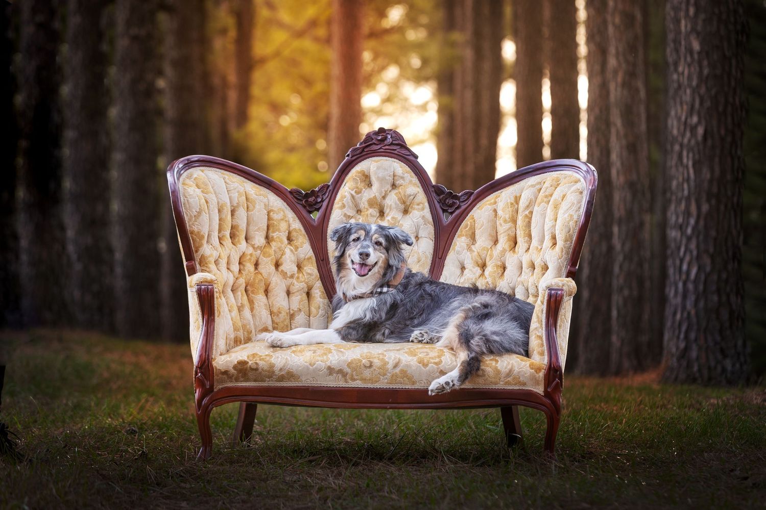 A fluffy gray dog lounges regally on an ornate vintage sofa outdoors in a sunlit forest setting.