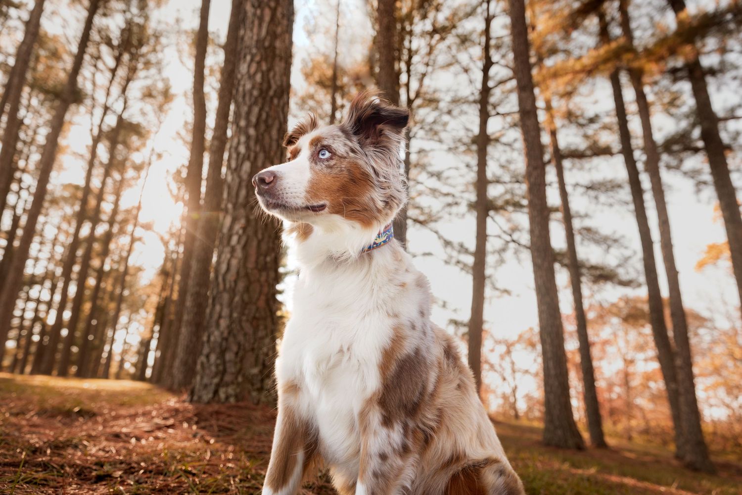 An Australian Shepherd dog with blue eyes sits in an autumn forest with golden sunlight filtering through tall trees.