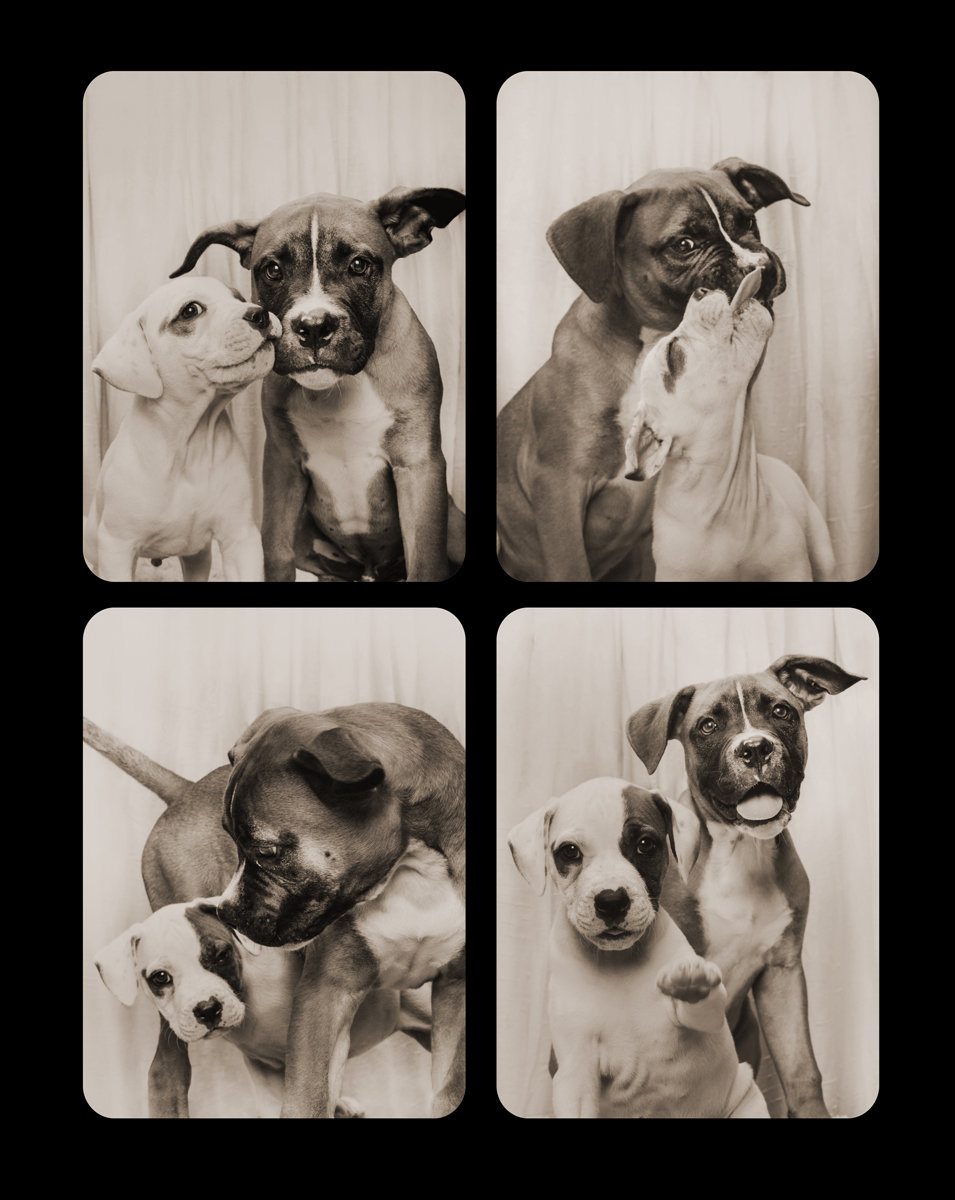 Two pit bull puppies pose together in vintage-style black and white photo booth shots.