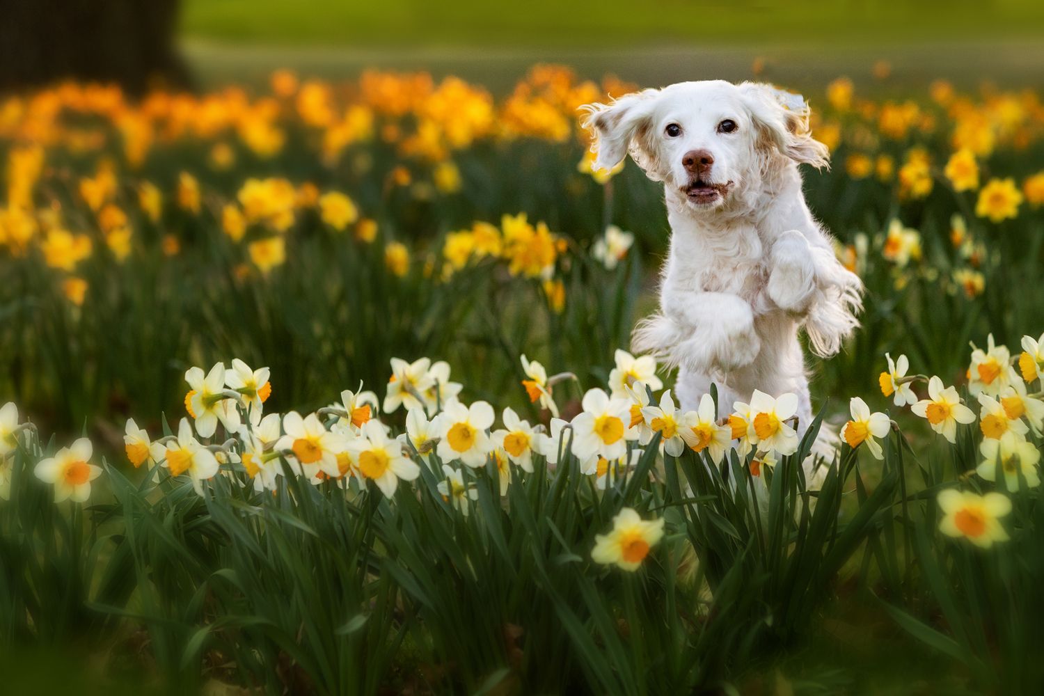 White dog joyfully leaping through a field of blooming yellow daffodils on a sunny spring day.