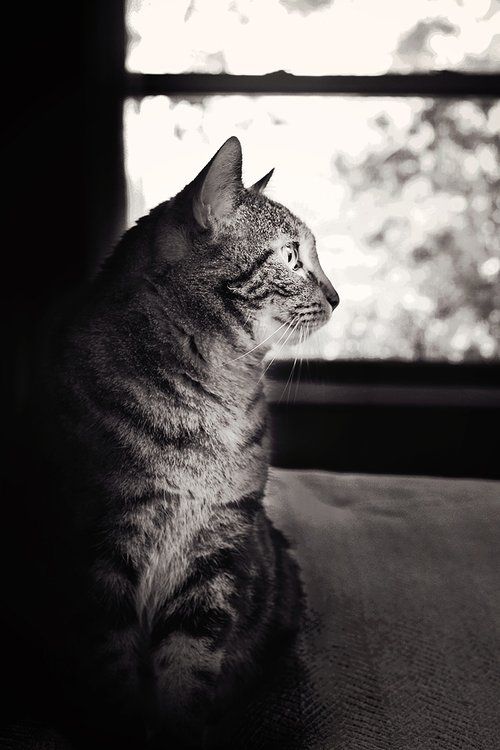 Profile view of a tabby cat gazing out a window in black and white.