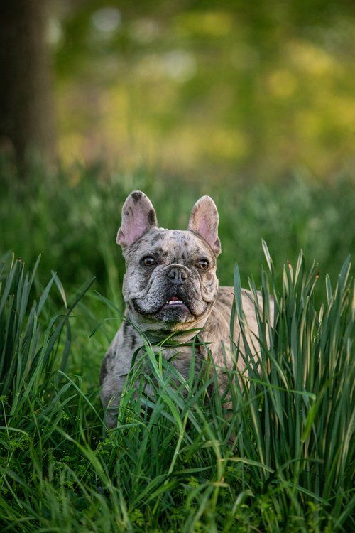 French bulldog sitting alertly in tall green grass with blurred natural background.