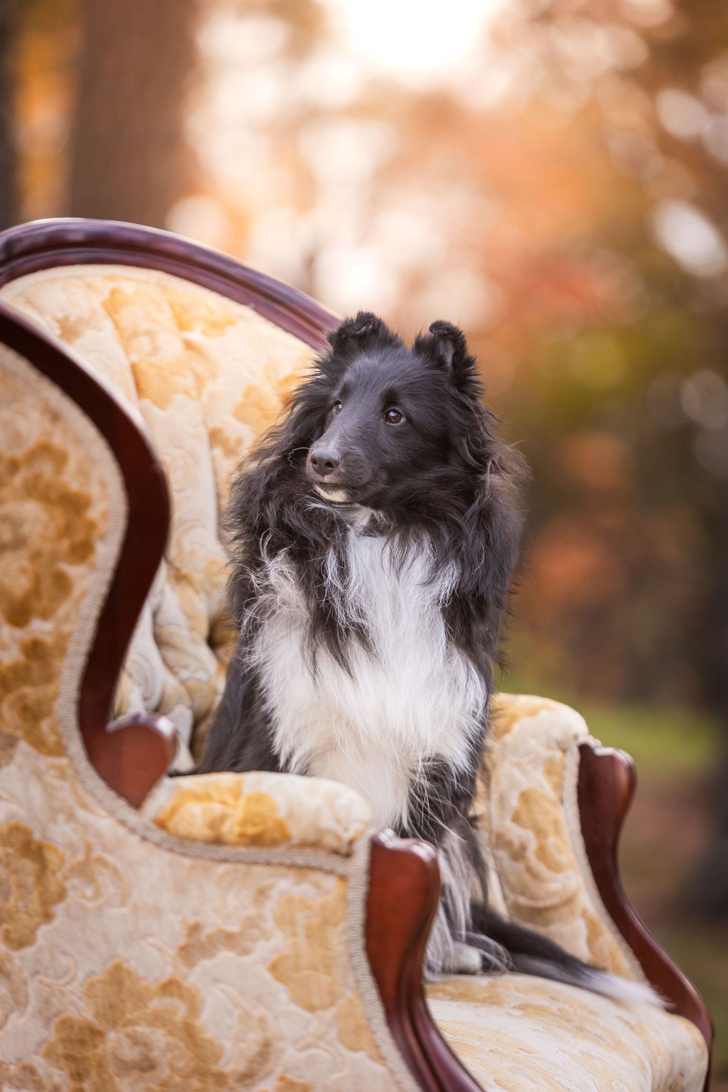 Black and white Border Collie dog sitting elegantly on a vintage floral armchair outdoors in autumn setting.