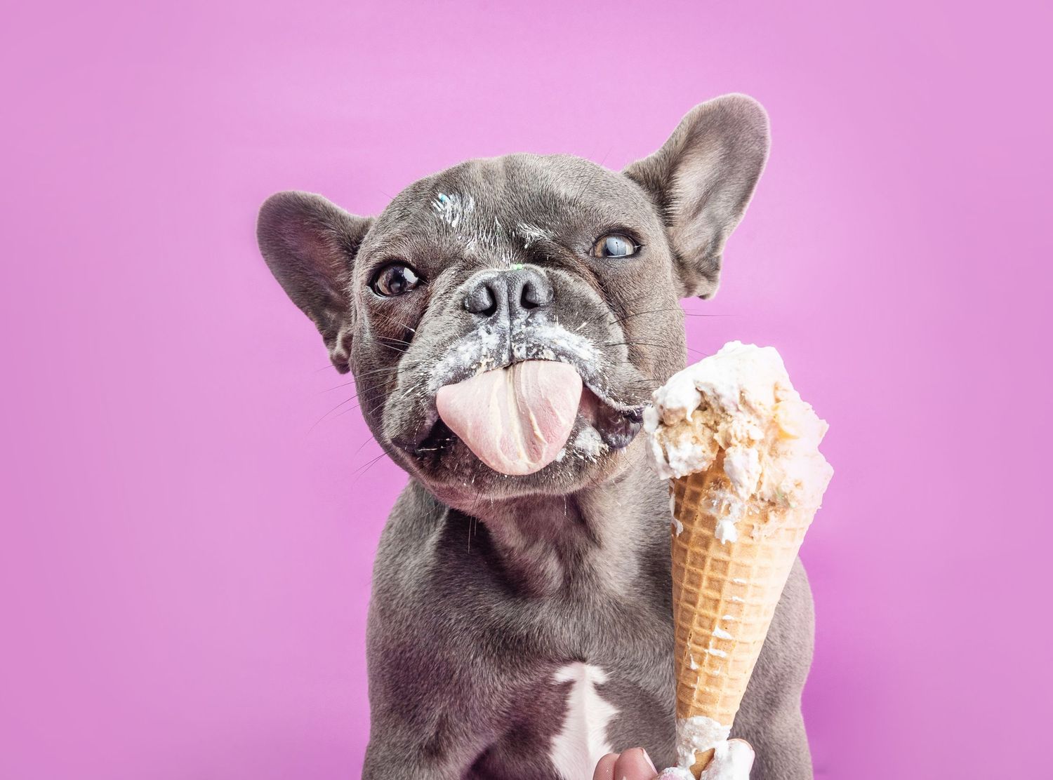 A happy French Bulldog licking an ice cream cone against a bright pink background.