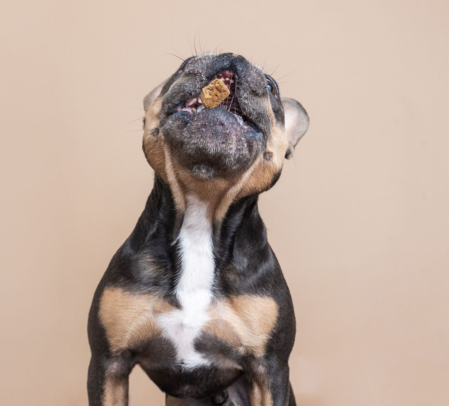 A Rottweiler dog tilts its head back to catch a treat mid-air against a neutral beige background.