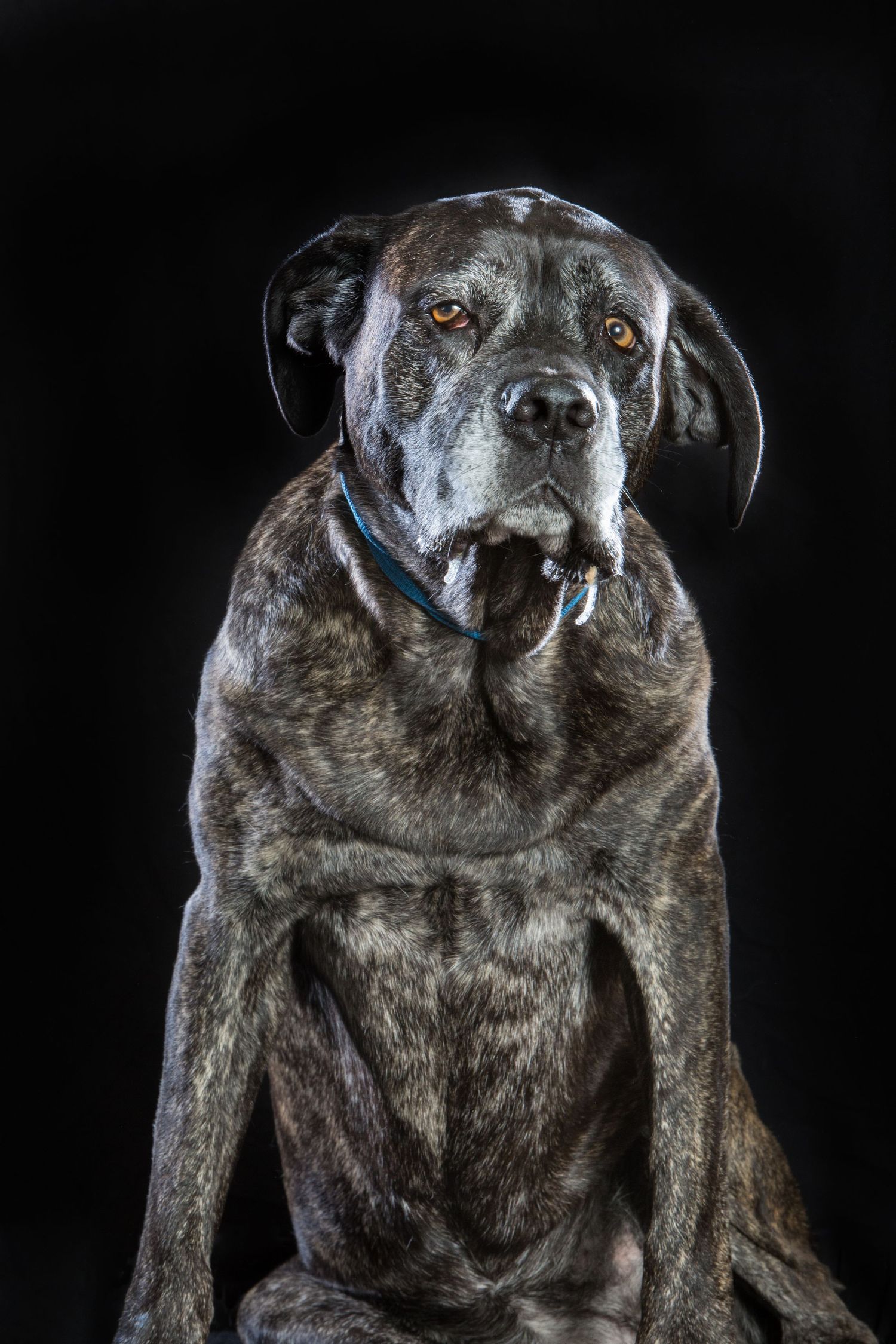 Studio portraits of a dignified senior black dog with greying face against dark background.