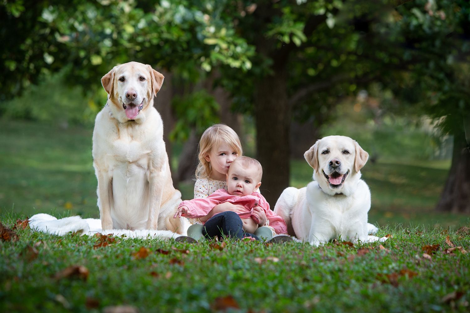Two yellow Labrador dogs sitting on grass with small child between them.