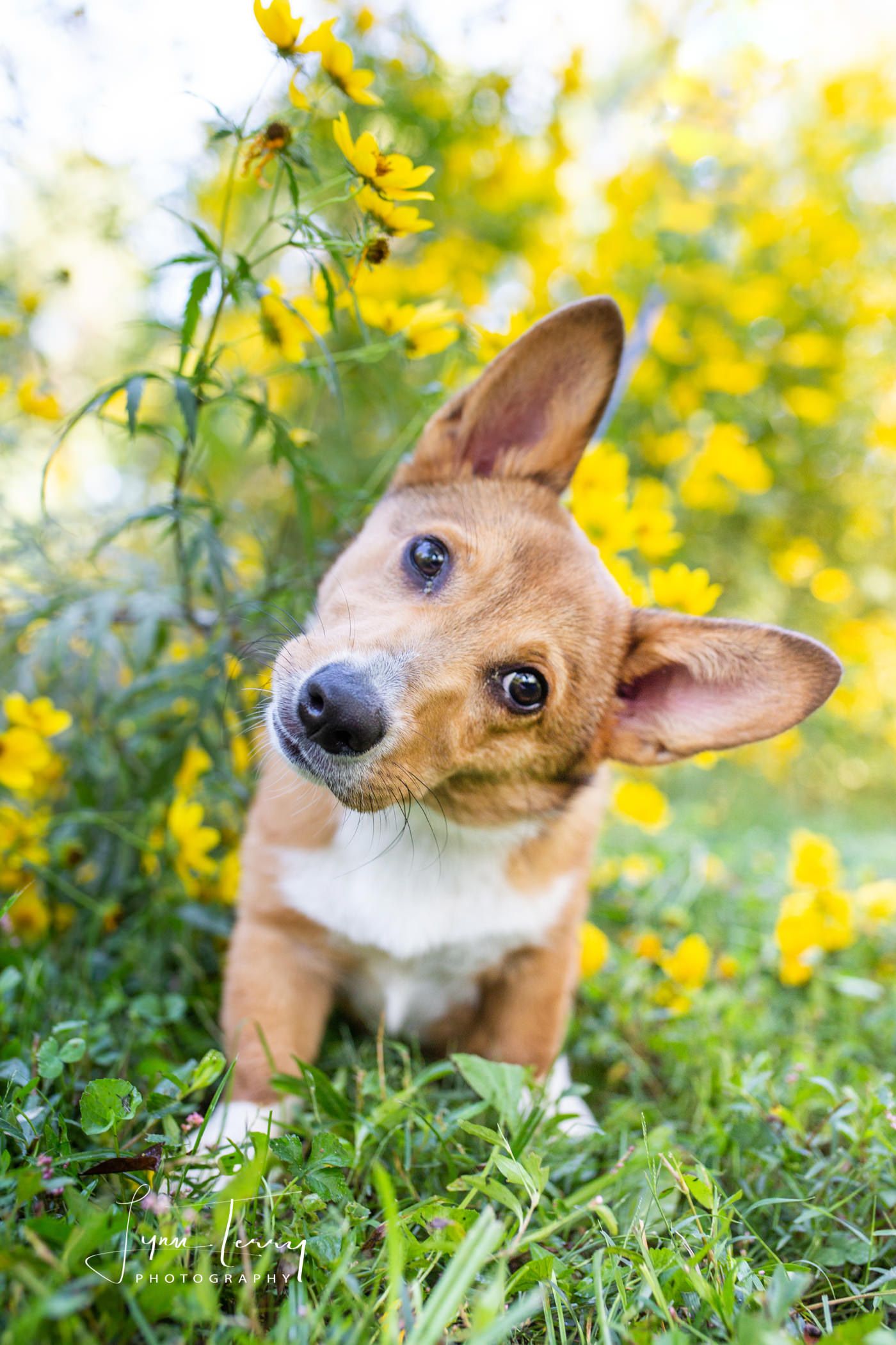 Close-up of corgi with tilted head against yellow flower background.