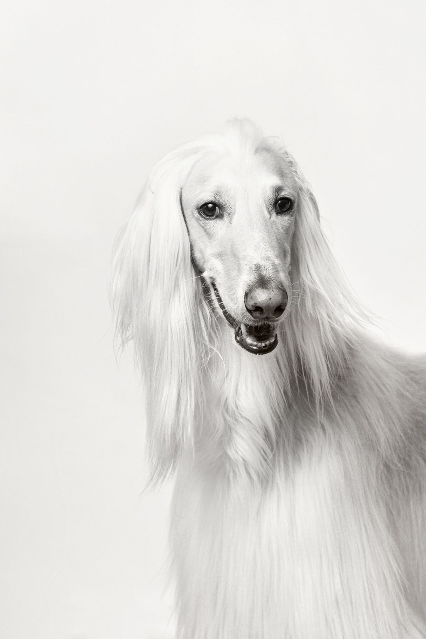 Portrait series of an elegant white Afghan hound with long flowing fur against white background.