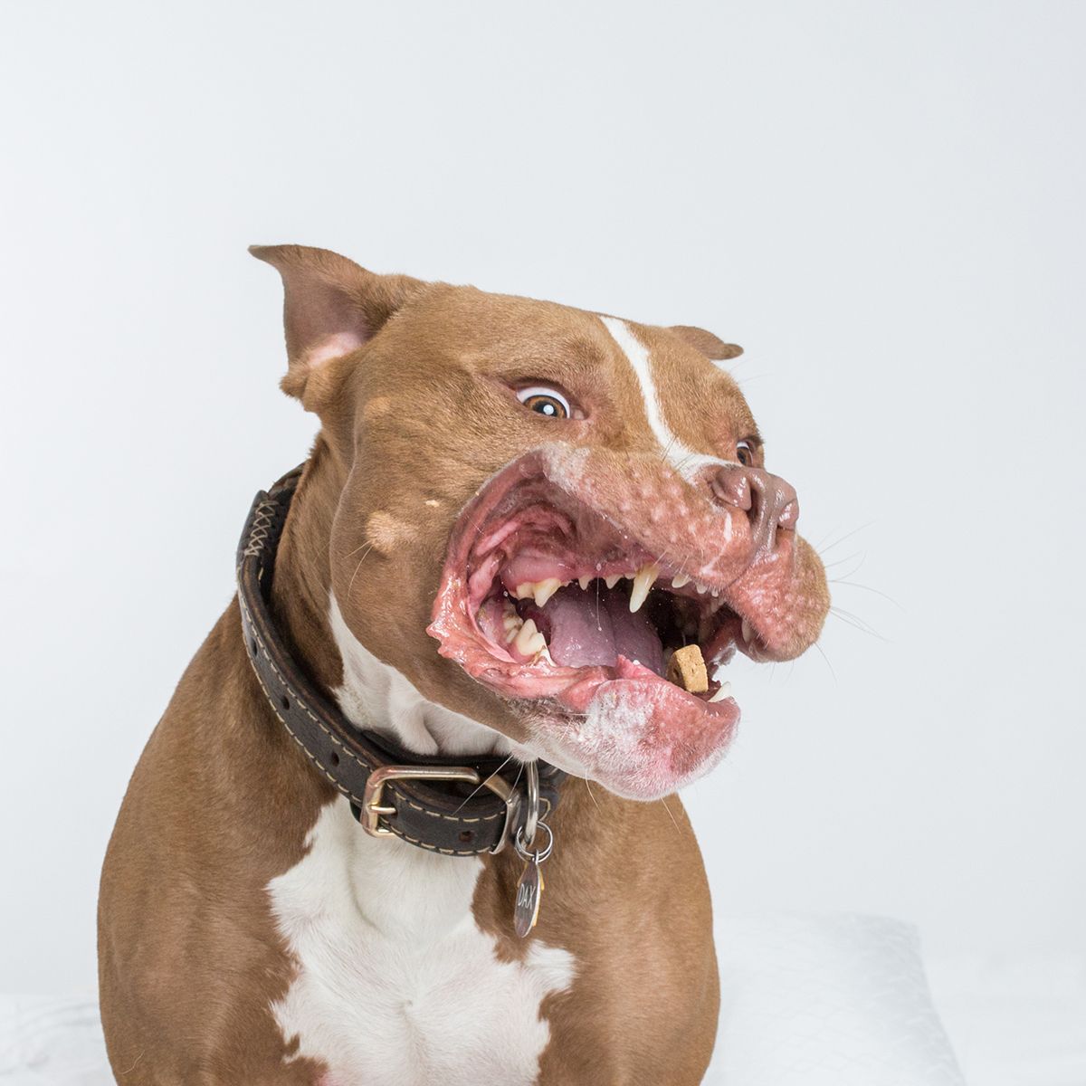 Brown and white pit bull type dog with open mouth and playful expression.