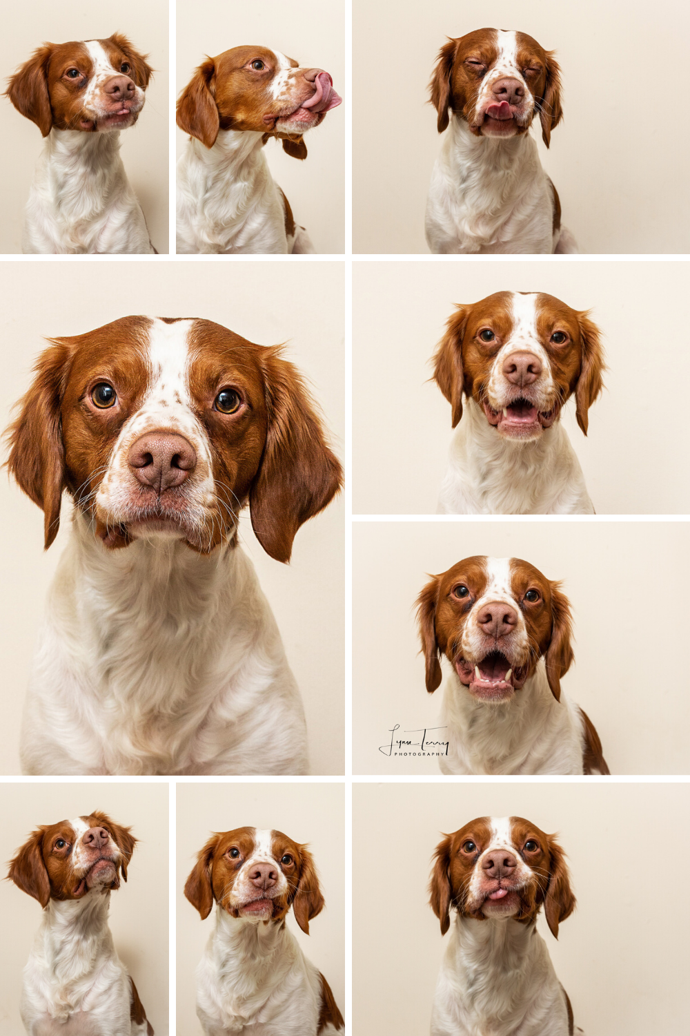 Grid of portraits showing various expressions of a Brittany Spaniel dog against neutral background.