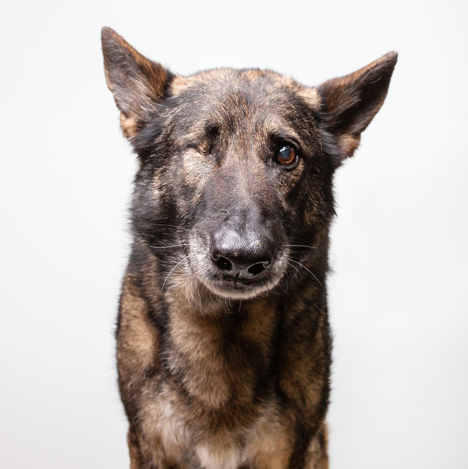 A brindle German Shepherd mix dog poses against a white background, looking directly at the camera.
