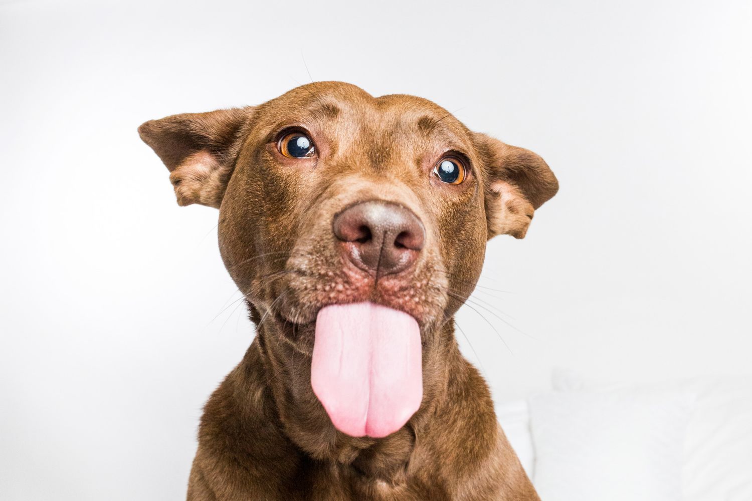 Brown dog with tongue sticking out making silly expression against white background.