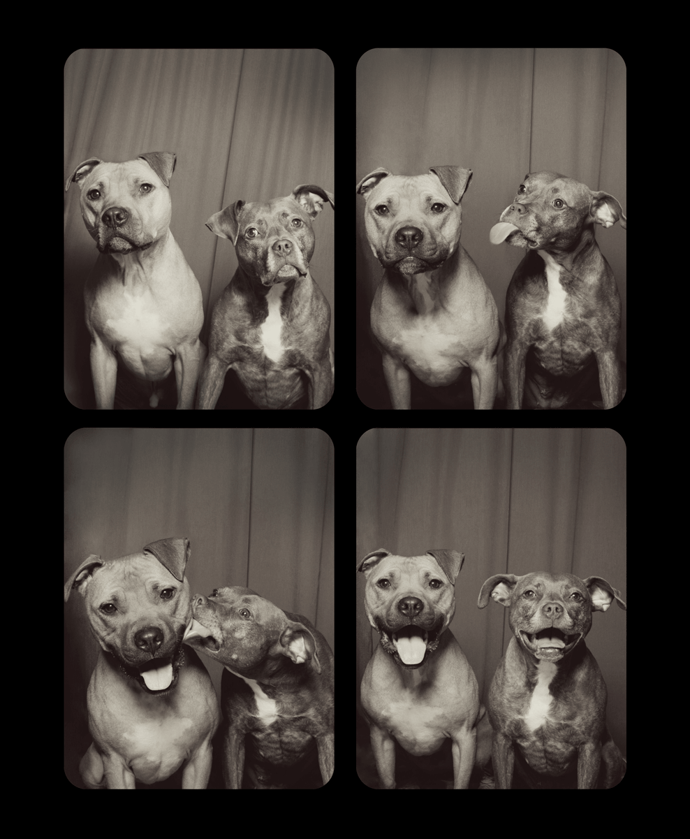 Four vintage-style photo booth shots of two pit bulls showing different expressions.