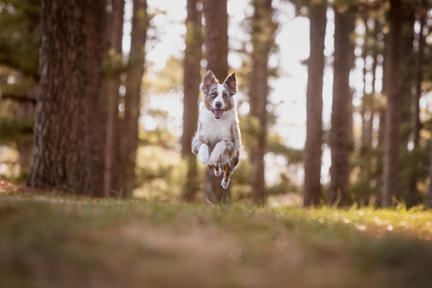 Athletic dog leaping through a sunlit forest with joy and energy evident in its movement.