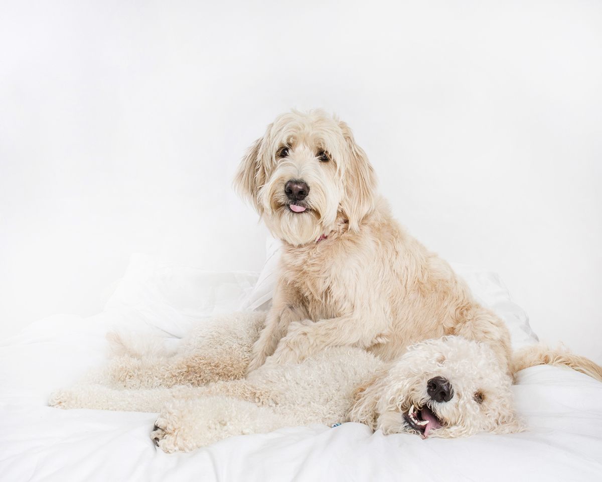 Two cream-colored doodle dogs lounging together on white backdrop.