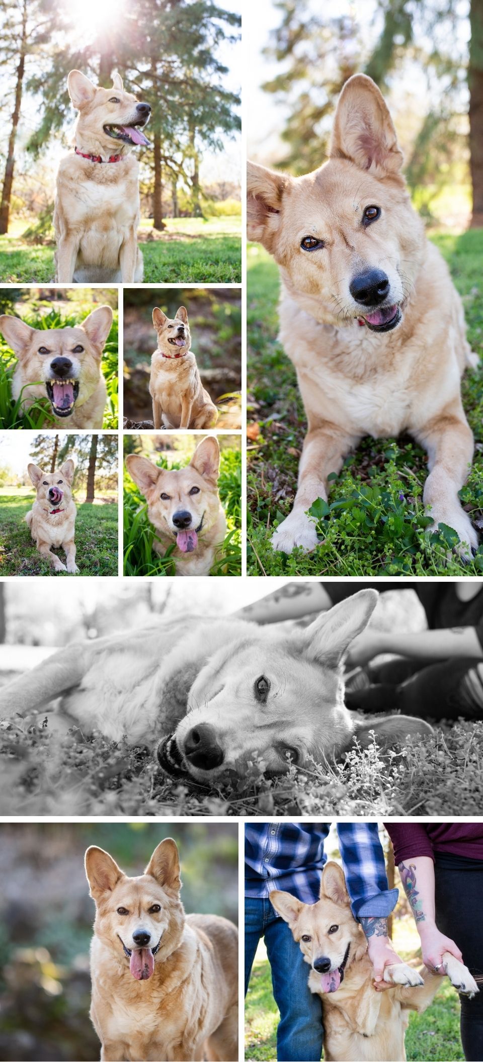 Portrait series of a happy golden mixed breed dog photographed outdoors in natural sunlight.