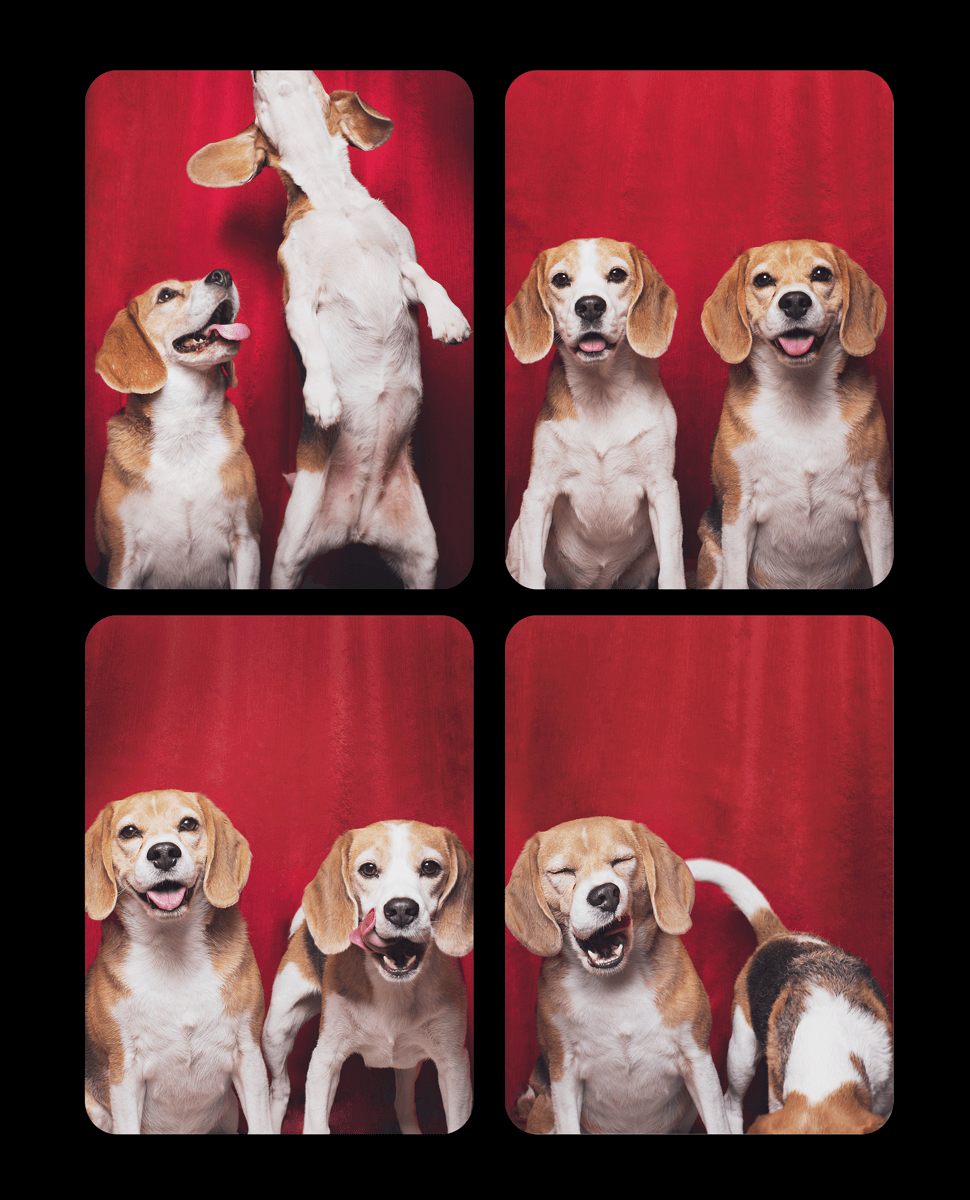 Four beagle dogs pose together in a playful photo booth series against a red backdrop.