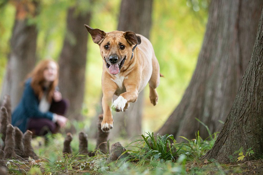 Energetic mixed breed dog leaping through the air between trees in a forest.