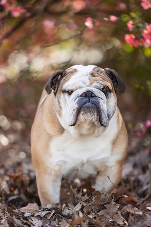 English bulldog sitting among fallen leaves with pink cherry blossoms in the background.