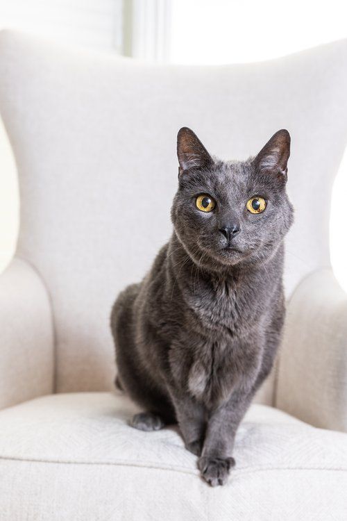 Grey cat with golden eyes sitting regally on a white armchair.