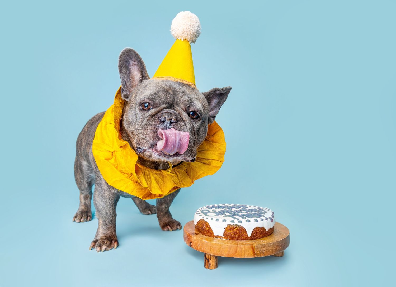 A French Bulldog wearing a yellow party hat and raincoat licks its lips beside a small birthday cake on a blue background.