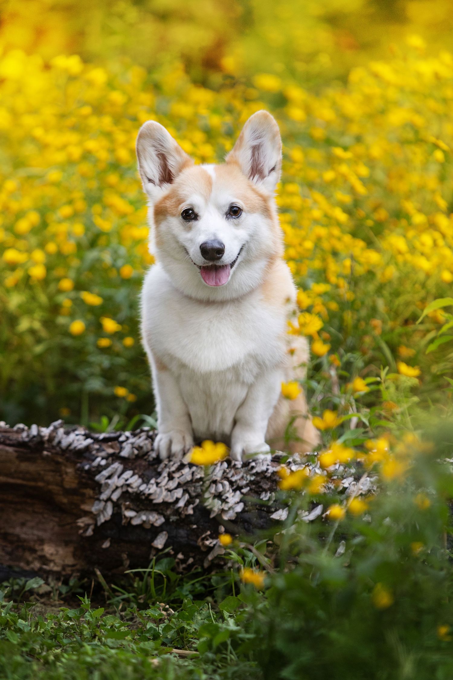 A happy Corgi puppy sits on a mossy log surrounded by vibrant yellow wildflowers in a lush green meadow.