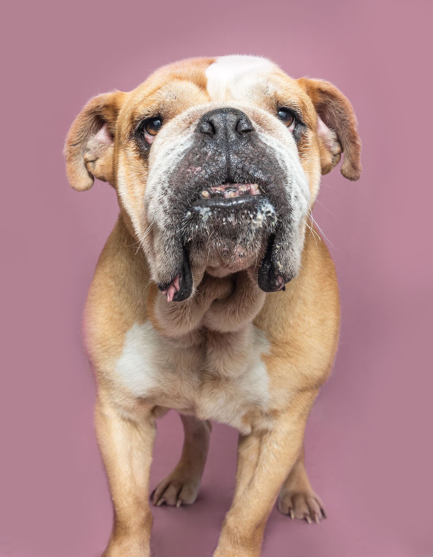 A wrinkly English Bulldog with tan and white fur poses against a pink background, tongue slightly out.