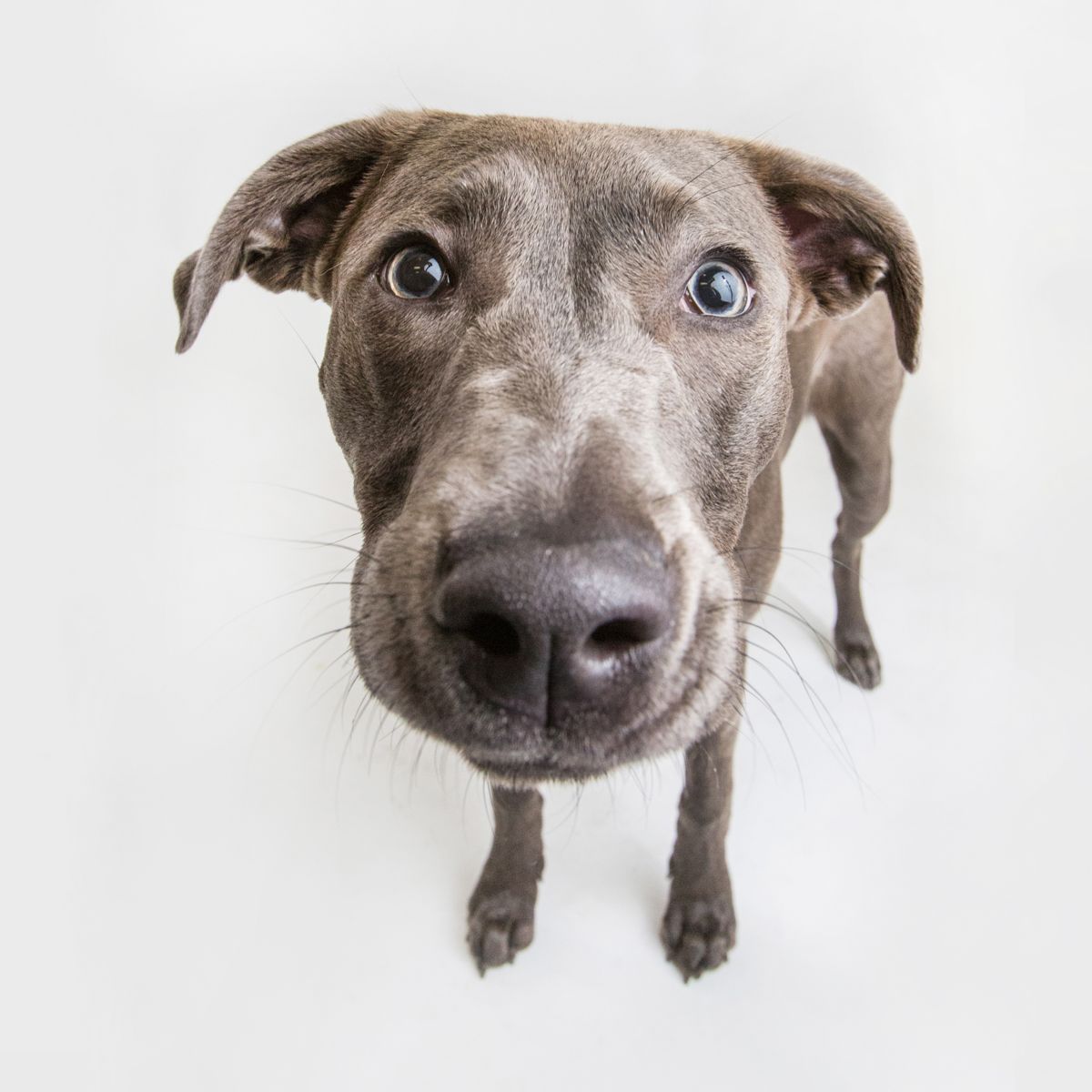 Wide-angle shot of brown dog with big eyes looking up at camera against white background.