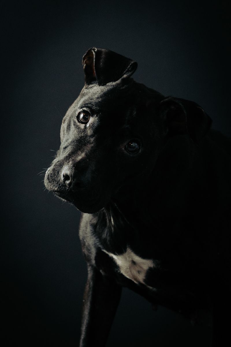 Dramatic low-key portrait of a black pit bull type dog against dark background.