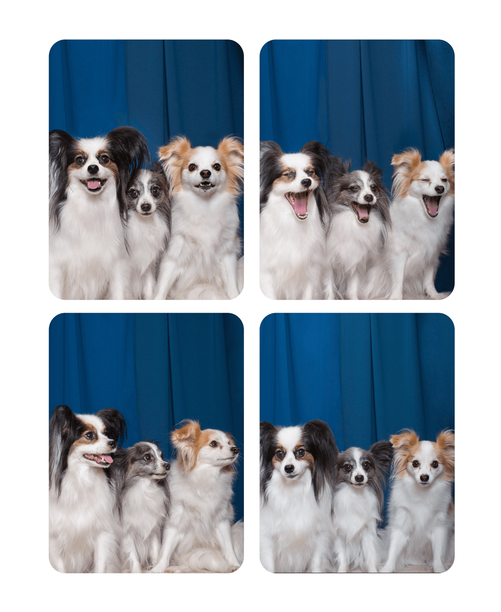 Three papillon dogs with fluffy white coats pose together against a blue curtain backdrop.