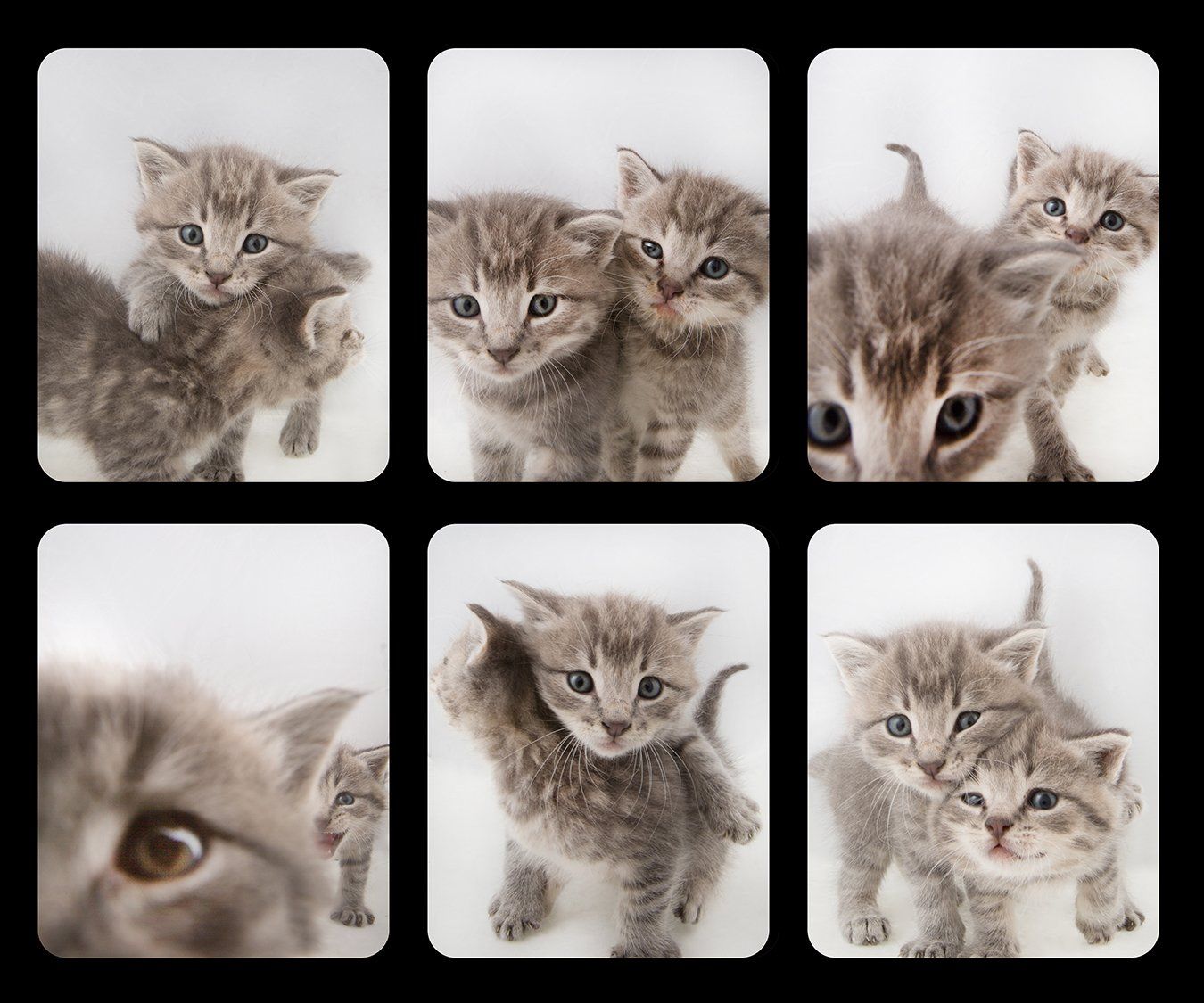 Collage of six adorable fluffy grey kitten photos showing playful expressions.