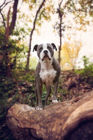 Strong pit bull terrier standing confidently on a fallen log in autumn woods.