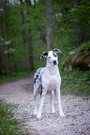 Great Dane puppy with spotted coat standing alert on a forest trail.
