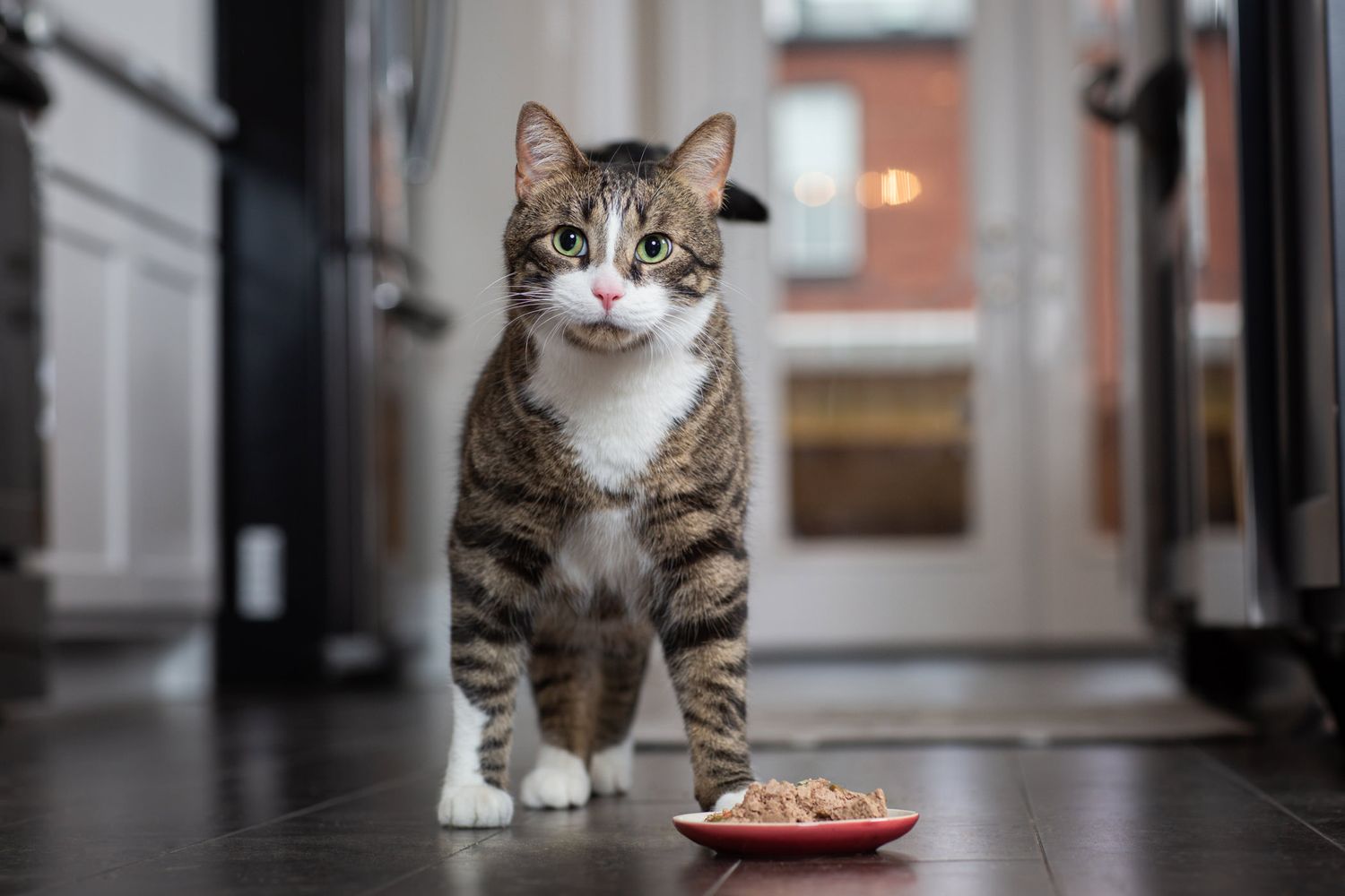 Tabby cats approaching food bowl in modern hallway setting.