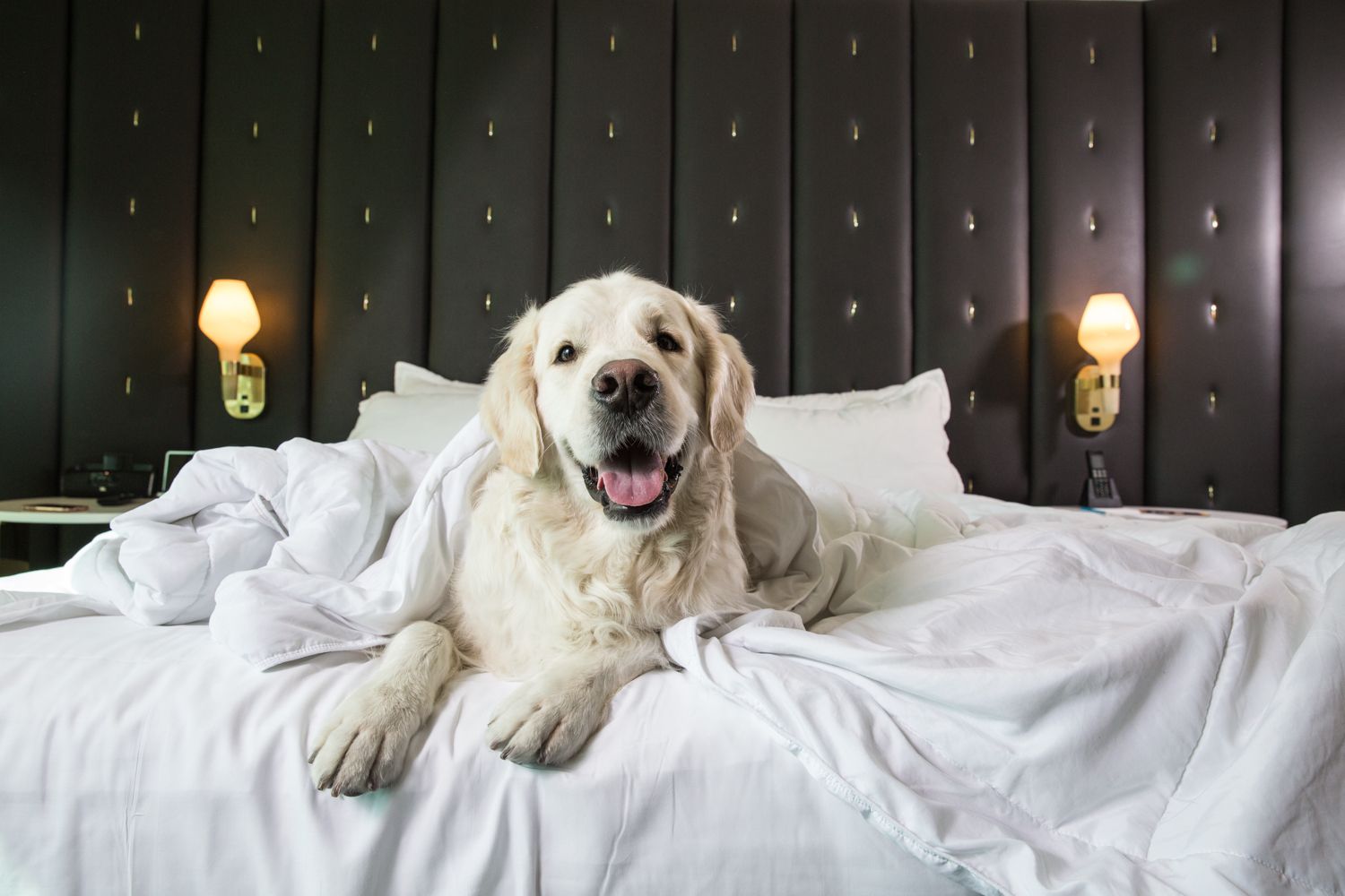 Golden retriever lounging contentedly on white hotel bed with pillows and wall sconces.