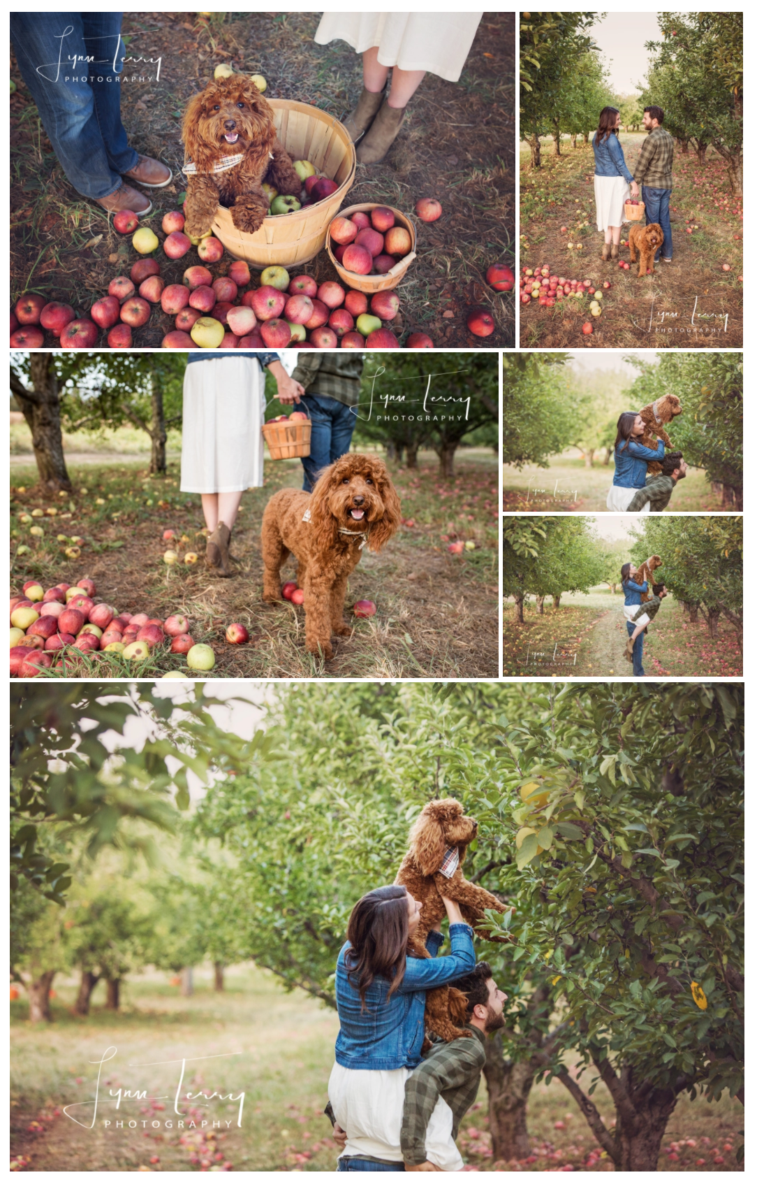 Couple with fluffy red doodle dog picking apples in an orchard during a fall family photography session.
