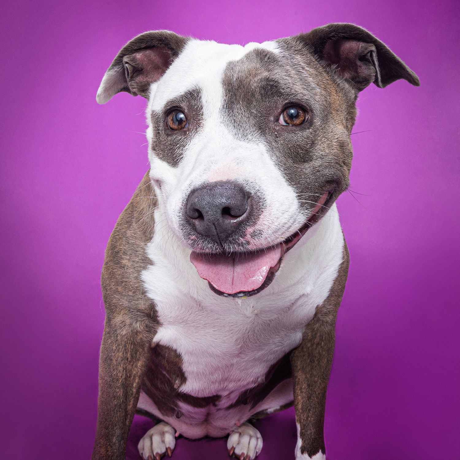 Happy brindle and white pit bull terrier smiling against a vibrant purple background.